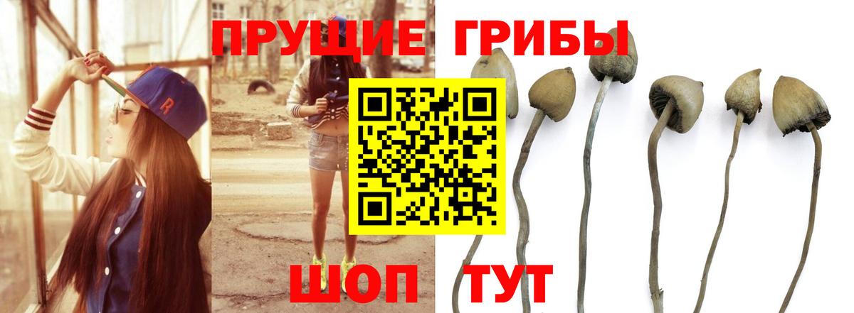 Псилоцибиновые грибы GOLDEN TEACHER Мценск
